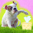 what to do when your dog has allergies