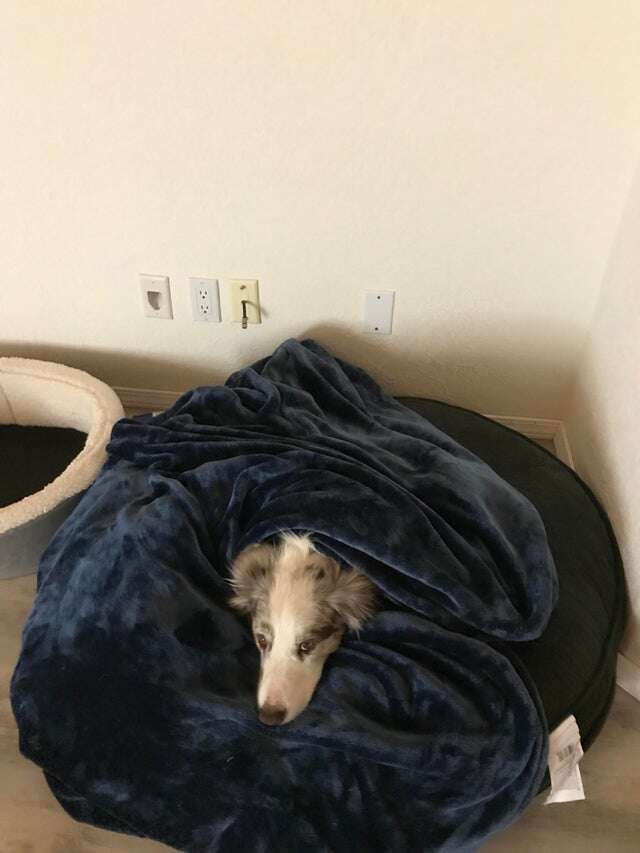 Fusion the dog tucked in at night