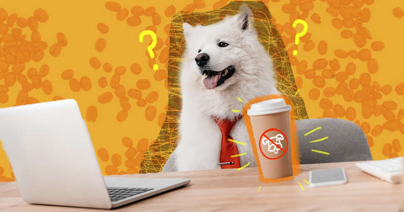 what does coffee do to dogs