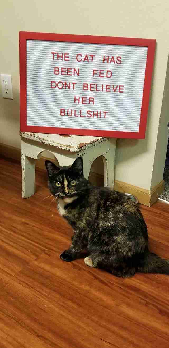 cat sign