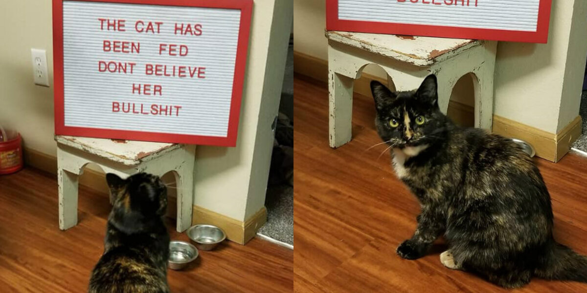 Cat Is Completely Outraged By Very Untrue Sign Her Family Put Up