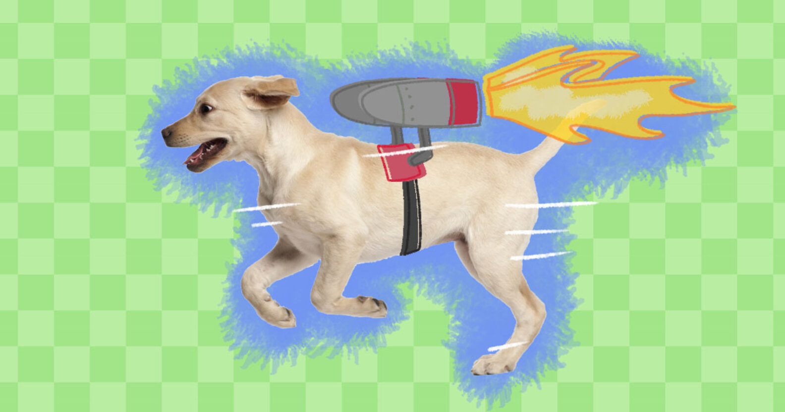 Why Does My Dog Get The Zoomies? DodoWell The Dodo