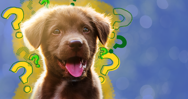 How much to get a 2024 puppy fixed