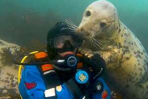 Diver's Been Playing With Wild Seals For 20 Years
