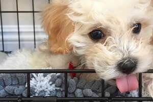 Teeny Tiny Rescue Puppy Grows Up To Be A Wild Child