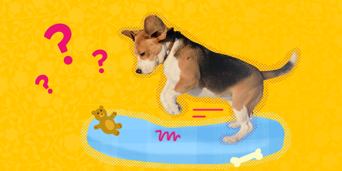 Here's Why Your Dog Digs In Her Bed Before Lying Down DodoWell The Dodo