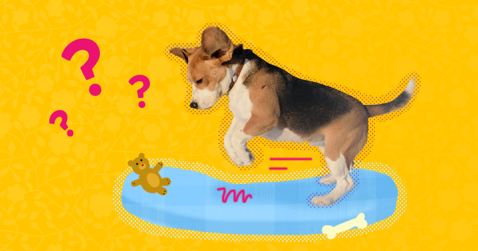 Here's Why Your Dog Digs In Her Bed Before Lying Down DodoWell The Dodo