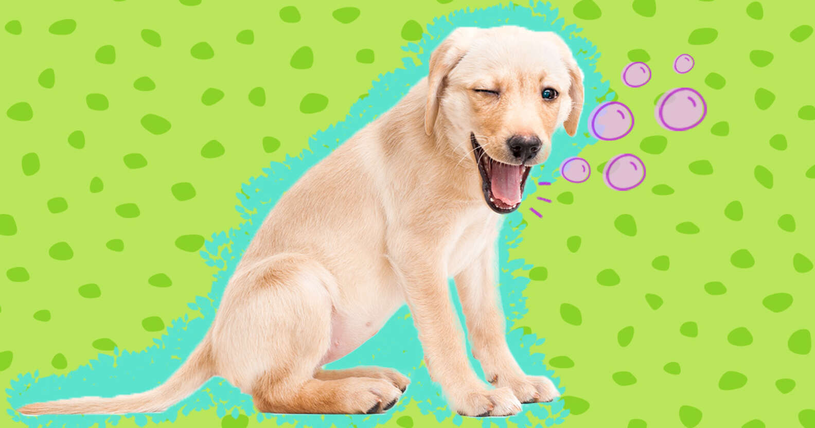 Are Dog Hiccups Normal? Find Out When You Should Worry. DodoWell