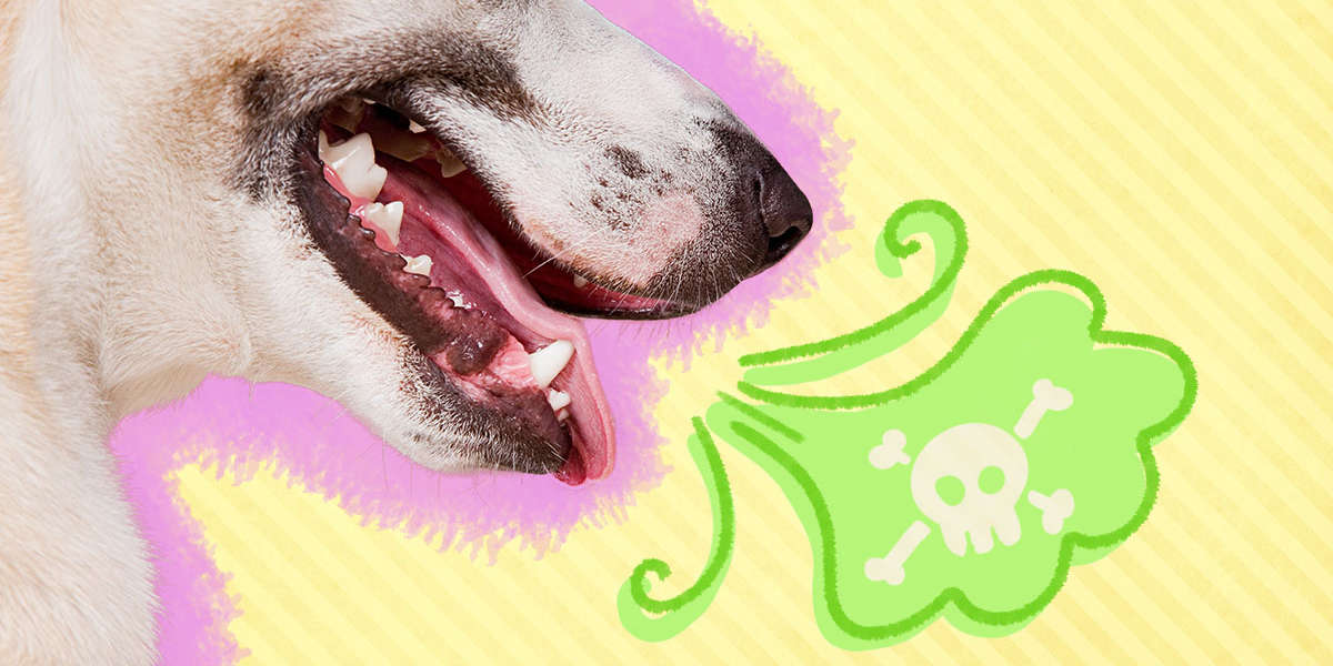 what causes dog fishy breath