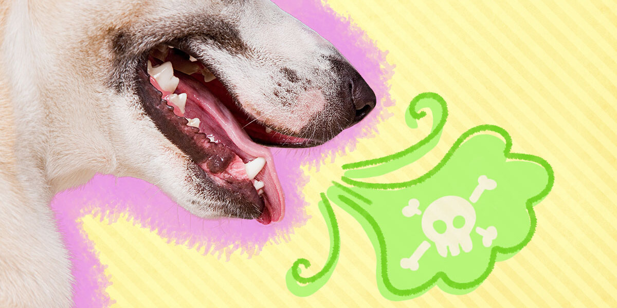 My dog's breath stinks home remedies best sale