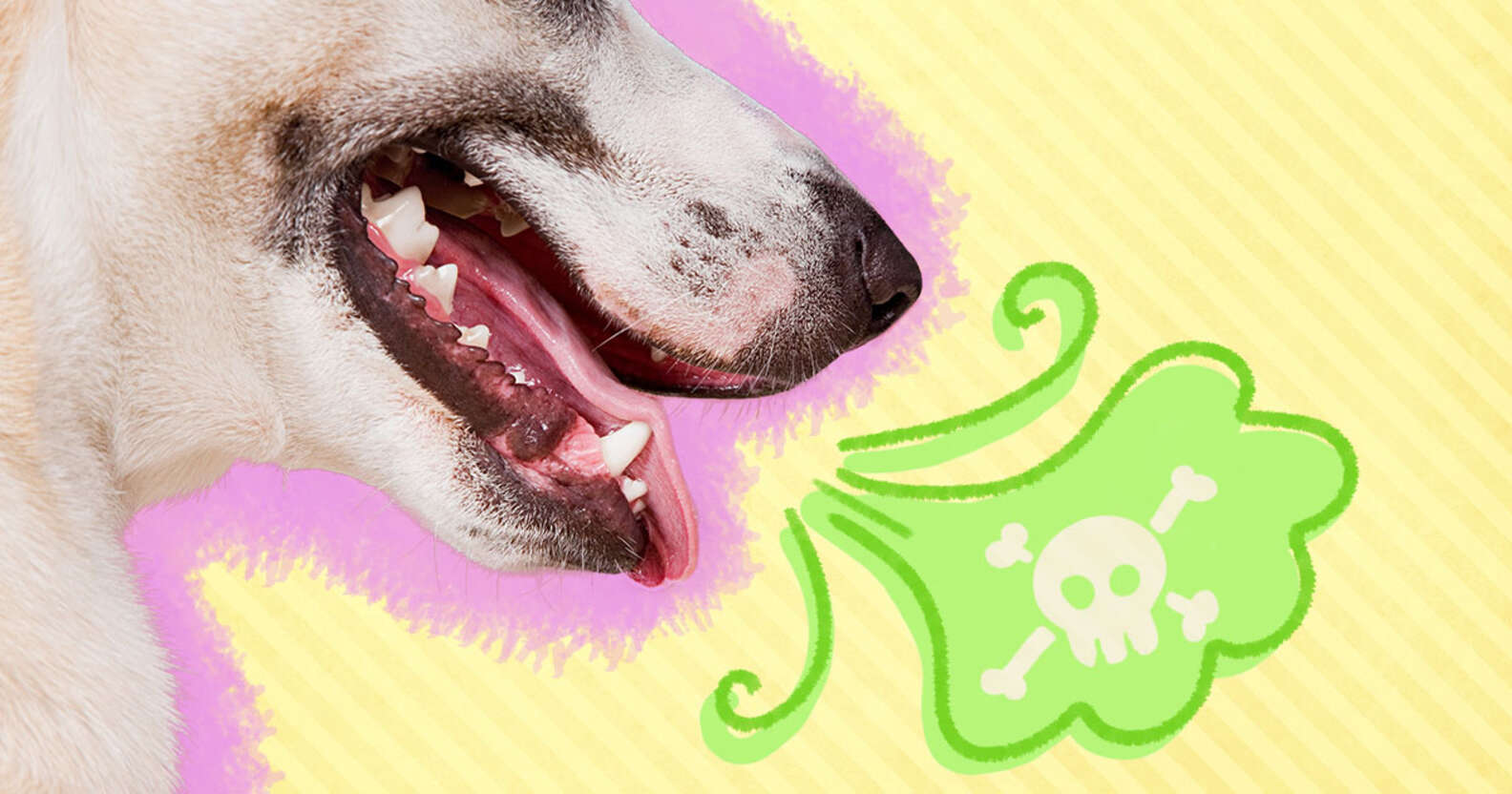 Dog Bad Breath: Causes And Treatment - DodoWell - The Dodo