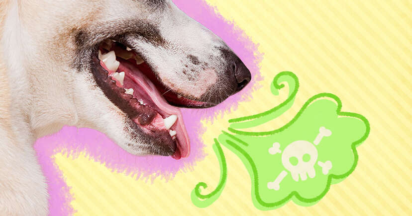 dog has bad breath