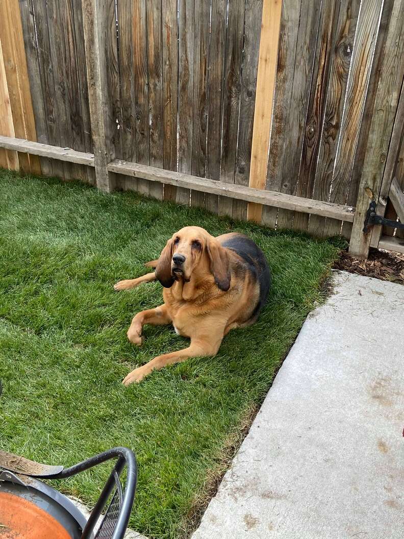 dog backyard