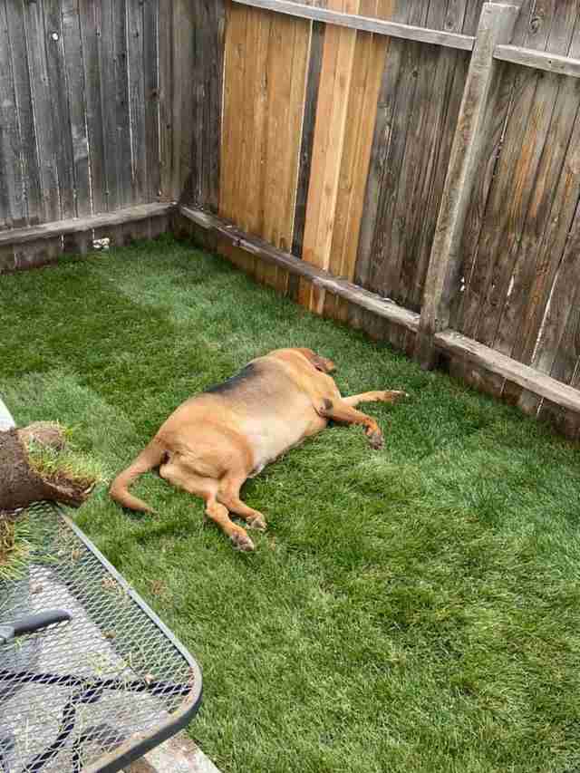 dog backyard