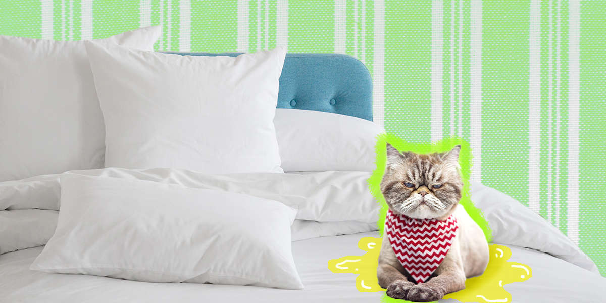 Is Your Cat Peeing On Your Bed? Here's How To Fix It DodoWell The Dodo