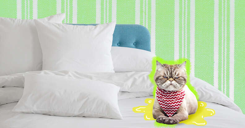 Litter trained kitten peed on my bed deals