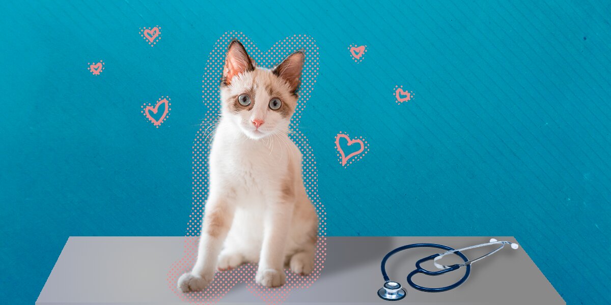 What Do I Need To Know About Spaying My Cat? - DodoWell - The Dodo