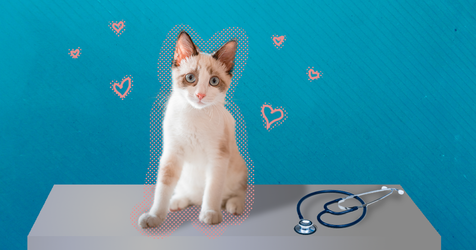 What Do I Need To Know About Spaying My Cat? DodoWell The Dodo