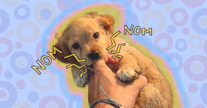 Is Your Puppy Nipping And Biting Here S How To Get Her To Stop The Dodo