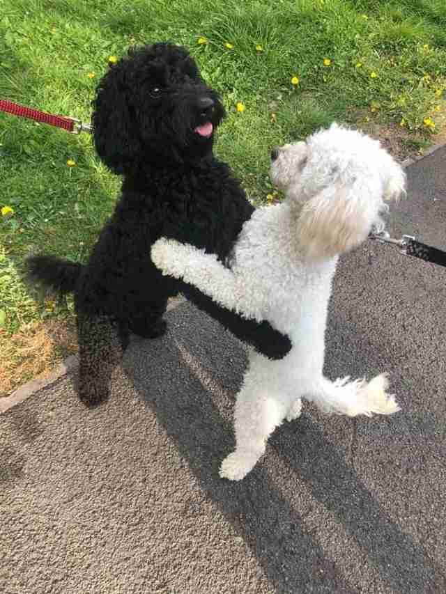 Dog siblings recognize each other on the street