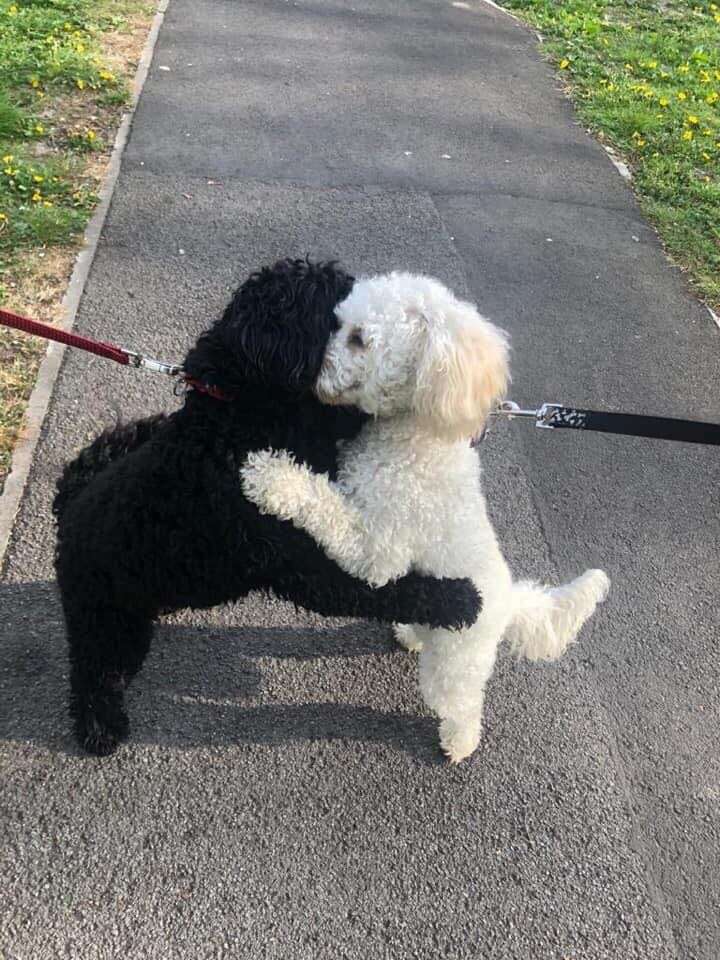 Dog siblings reunite on the street
