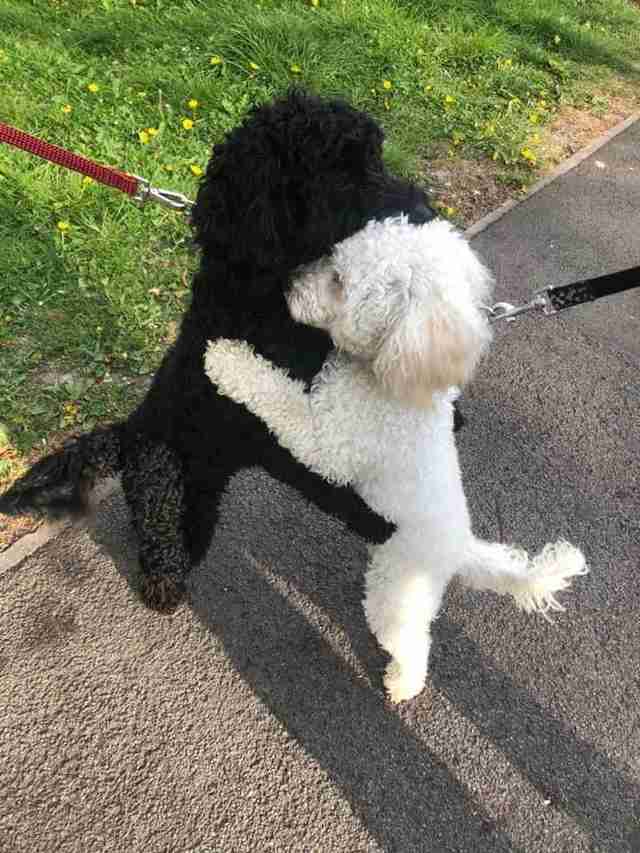 Dog siblings hug each other 