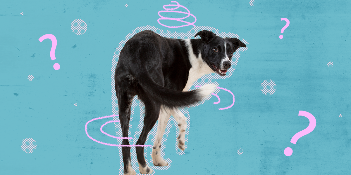 Here Are The Reasons Why Your Dog Circles Before He Poops DodoWell