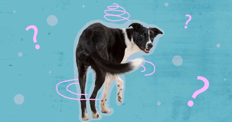 Dog spinning