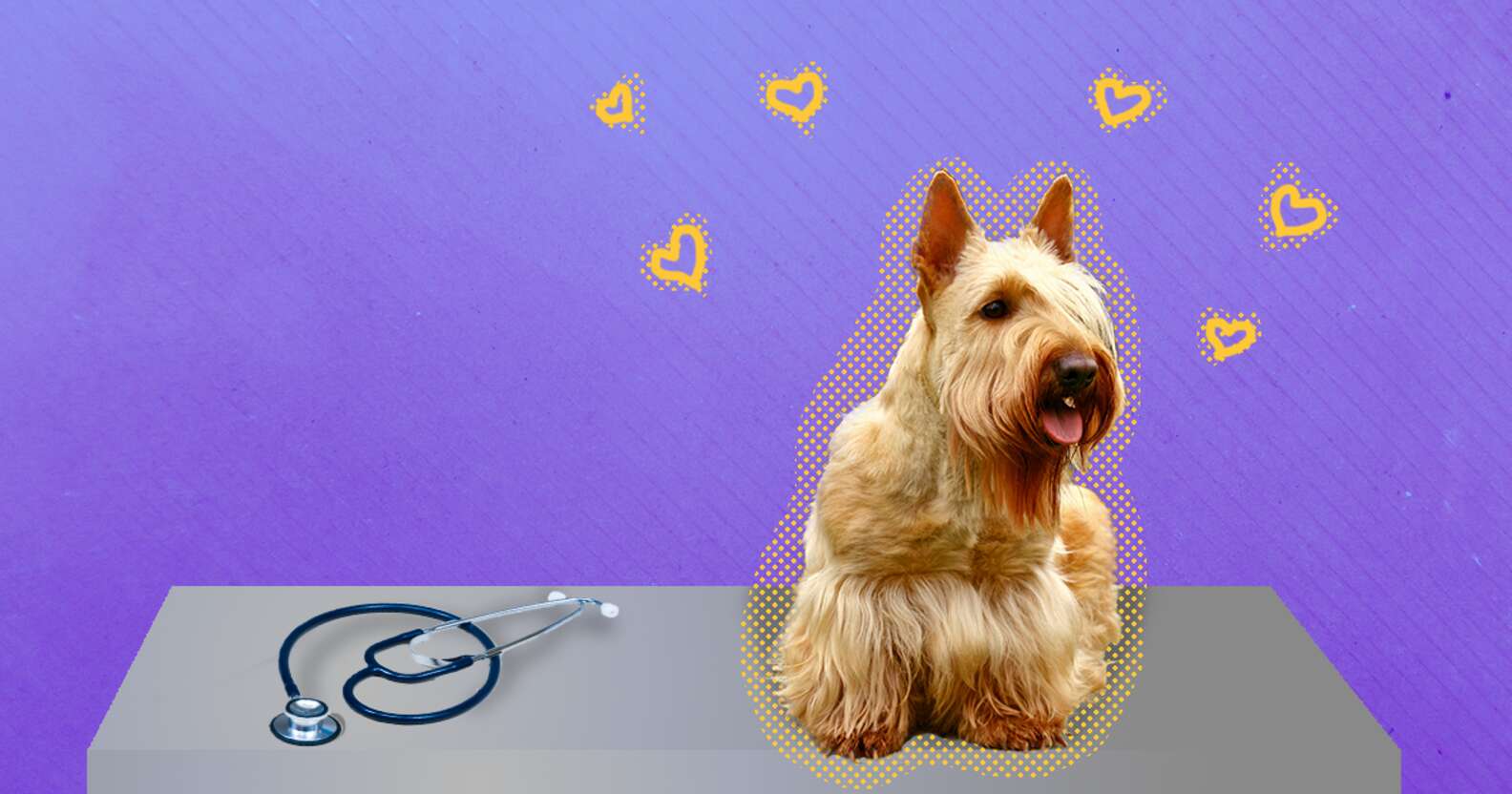 Do Dogs Stop Having Heat Cycles Do Dogs Stop Having Heat Cycles