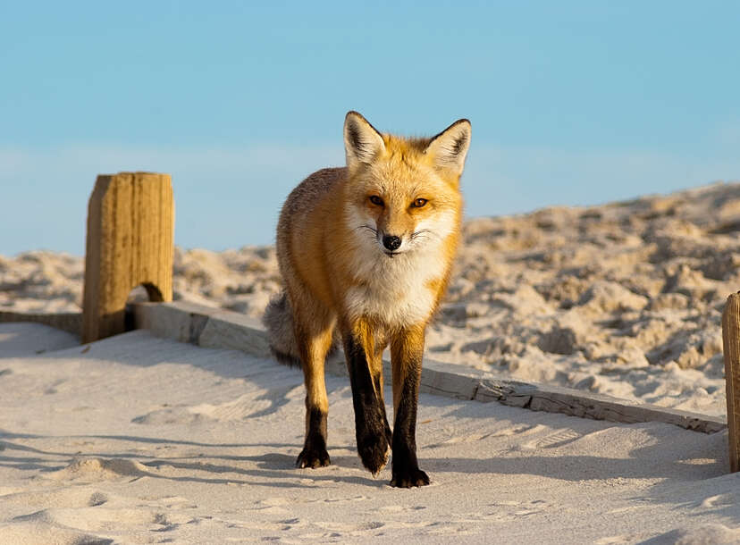 Visiting Island Beach State Park, NJ: Good Beaches Near NYC & More