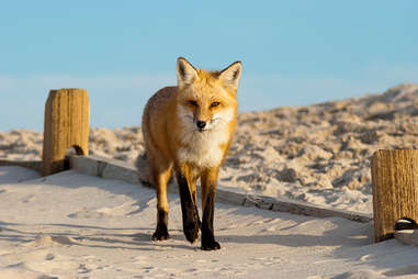 a fox on a beach