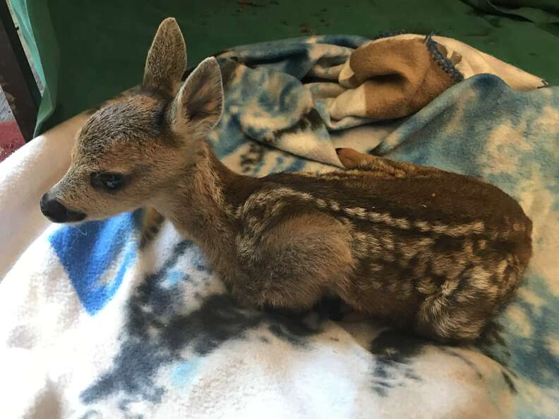 rescued baby deer