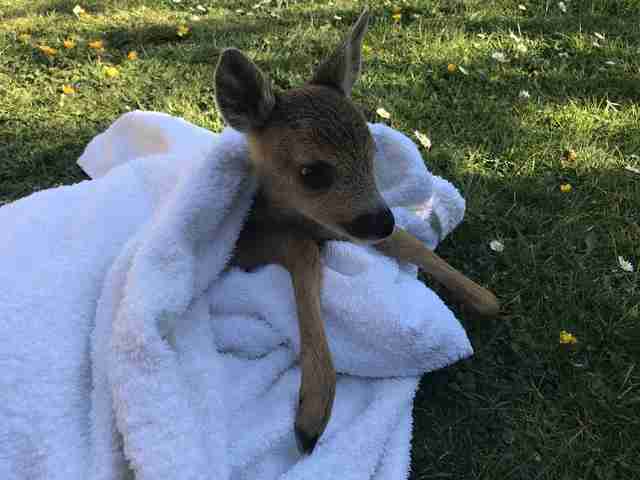 rescued baby deer