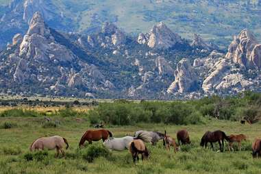 horses in a grassy plain with towering rocks in the distance