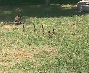 Guy Builds A Ramp To Help Ducklings Stranded In Pool The Dodo Guy Builds A Ramp To Help Ducklings Stranded In Pool The Dodo