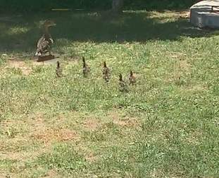 Guy Builds A Ramp To Help Ducklings Stranded In Pool The Dodo