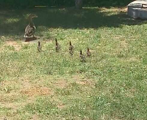 Ducklings following their mom around a backyard