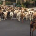 Huge Herd Of Goats Sneaks Off To Take A Stroll Through The Neighborhood