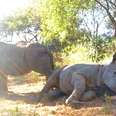 Baby Rhinos Snuggle Like Puppies With Their Rescuer