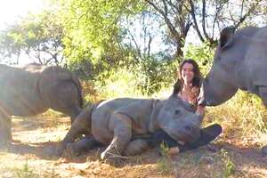 Baby Rhinos Snuggle Like Puppies With Their Rescuer