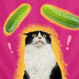 cat looking at cucumbers