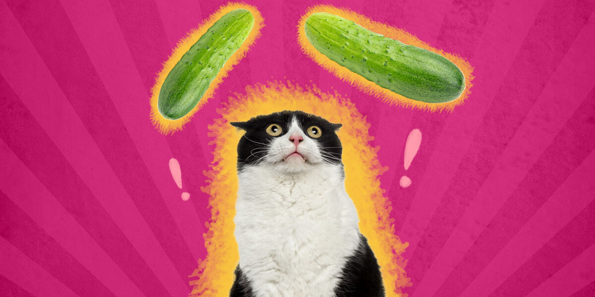 Why Are Cats Scared Of Cucumbers A Vet Explains DodoWell The Dodo
