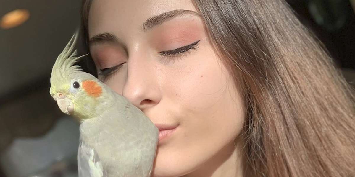 Bird Always Flies To Where Her Mom Is Videos The Dodo