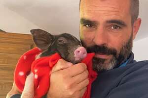 Tiniest Piglet Grows Up Chasing His Dad Around The House