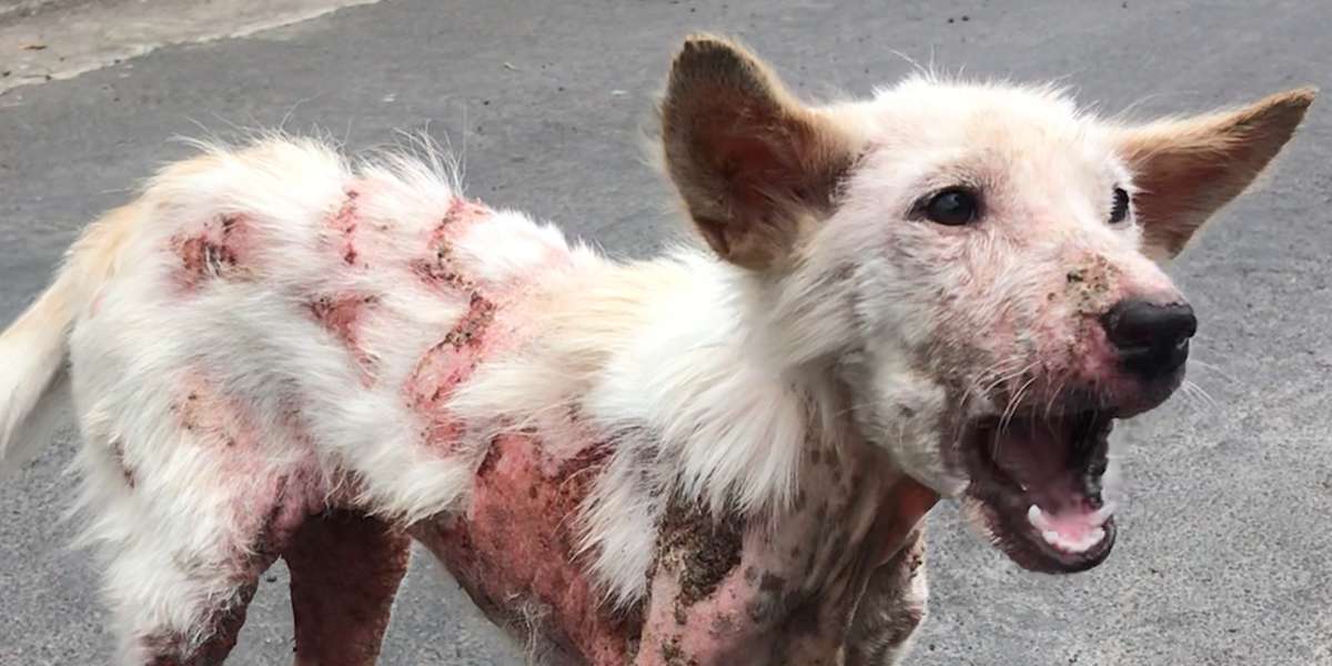 Sick Street Dog Can't Stop Wagging Her Tail - Videos - The Dodo