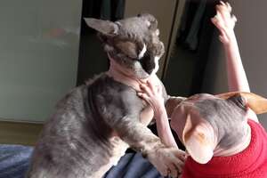 Hairless, Rescued Mama Cat Loves Biting Her New Brother