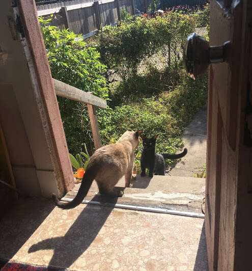 Stray cat visits woman's home