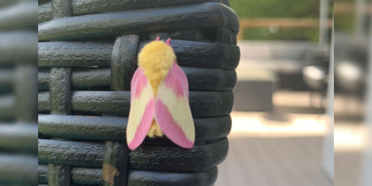 Woman Spots The Most Beautiful Strawberry Lemonade Moth - The Dodo