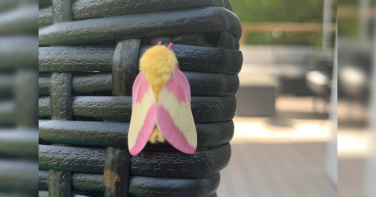 The Pink-and-Yellow Rosy Maple Moth Is an Eye-Catching Garden Visitor