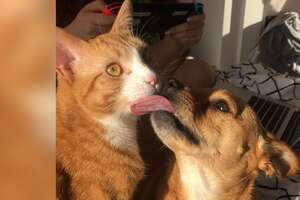 Adorably Bonded Dog And Cat Are Looking For A Home Together